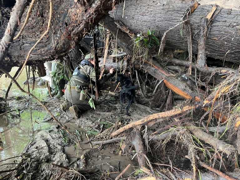 A uniformed game warden and a black rescue dog search for survivors in a huge pile of uprooted trees and other debris