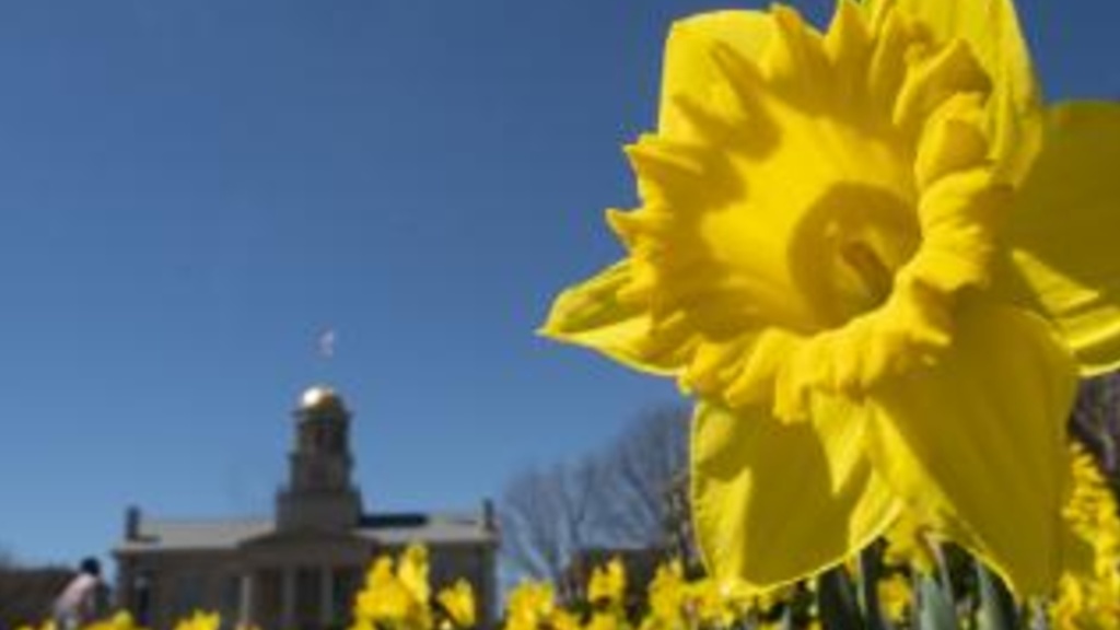 Photo of a daffodil with the Old Capitol in the background